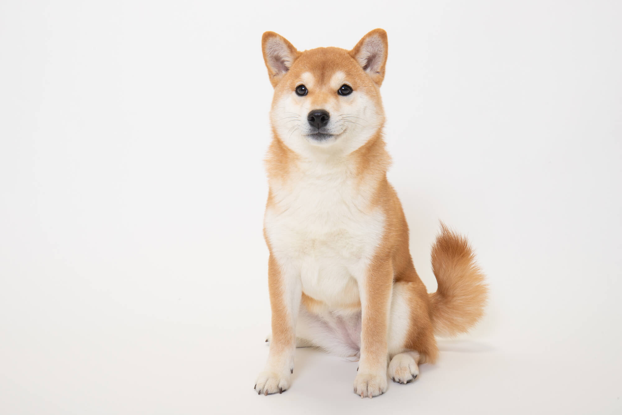 柴犬の性格の特徴